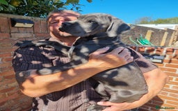 Cane Corso dogs for sale: Italian cane corso puppies  - Image 20