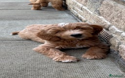 Miniature Poodle dogs for stud: Miniature poodle for stud. - Image 12