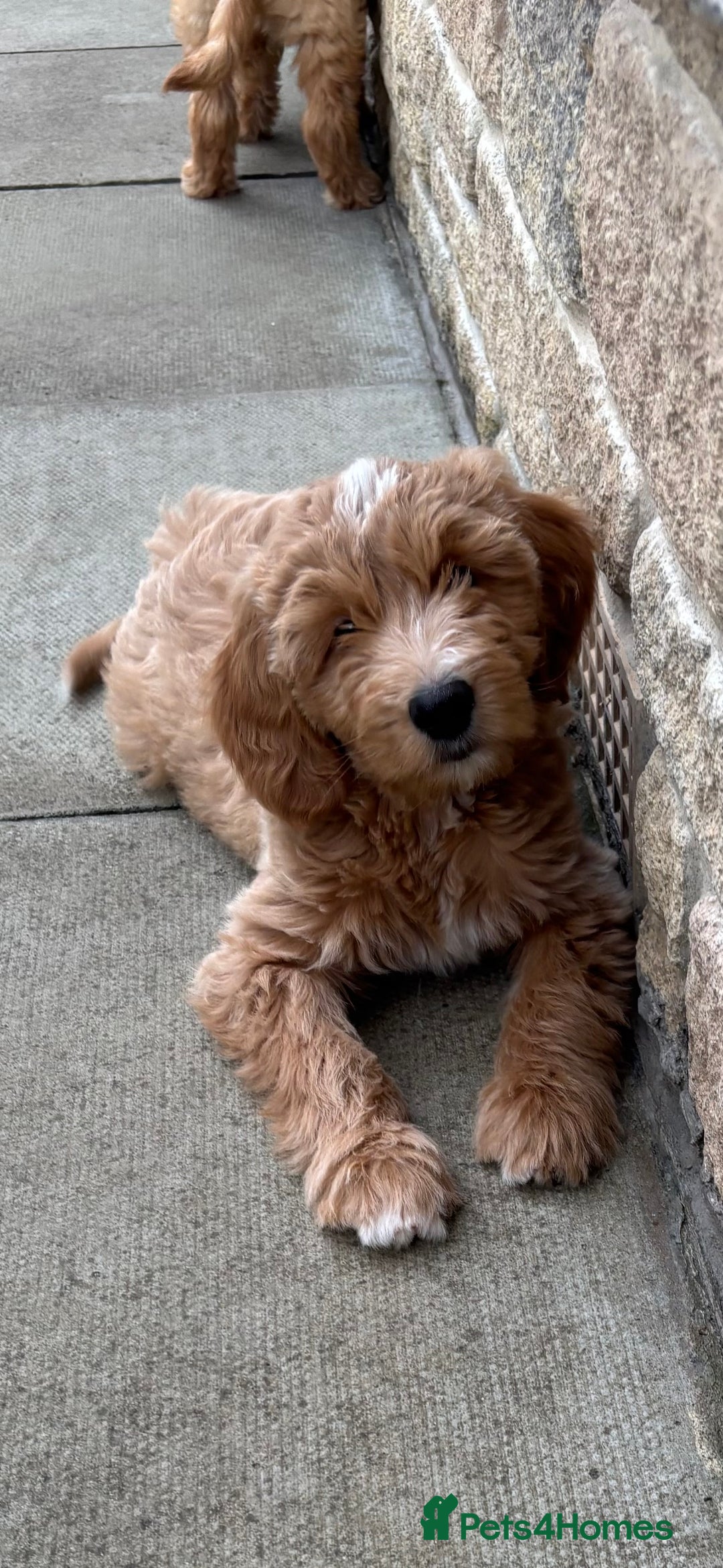 Miniature Poodle dogs for stud: Miniature poodle for stud. - Image 12