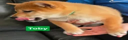 Japanese Shiba Inu dogs for sale: Foxy little shibas - Advert 38