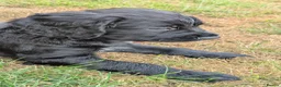 Sprocker dogs for sale: Sprocker puppies READY NOW - Advert 14