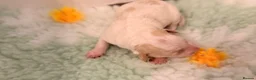 Australian Labradoodle dogs for sale: Australian double doodle puppies  in Kettering - Advert 9