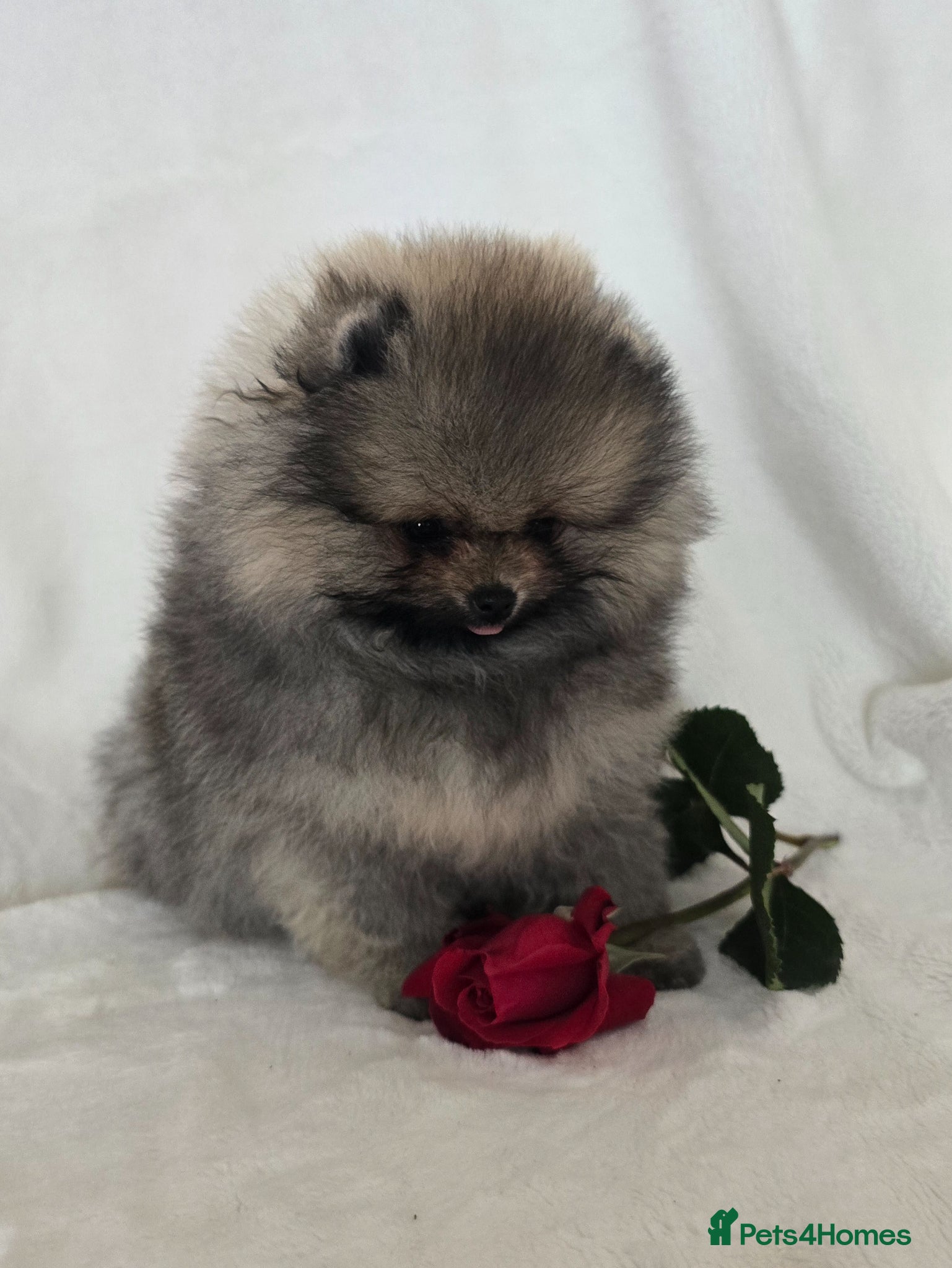 Pomeranian dogs *Beautiful pedegree pomeranian pups* - Advert 13