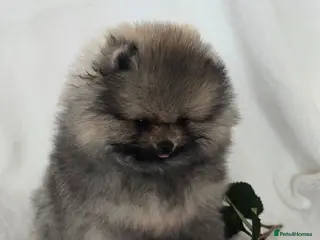 Pomeranian dogs *Beautiful pedegree pomeranian pups* - Advert 13