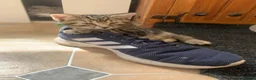 Mixed Breed cats for sale: Gorgeous Female kittens  - Advert 11