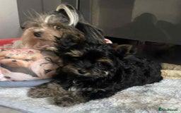 Yorkshire Terrier dogs for sale: Yorkshire Terrier Carrier- tan and black  - Image 8