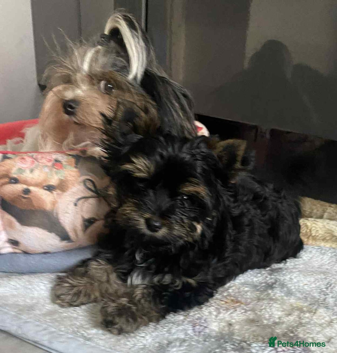 Yorkshire Terrier dogs for sale: Yorkshire Terrier Carrier- tan and black  - Image 8