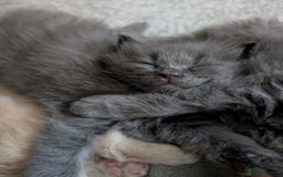 Maine Coon cats for sale: Beautiful Maine Coon Kittens - Image 21