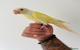 Conures birds for sale: Hand reared conures for sale  - Image 10