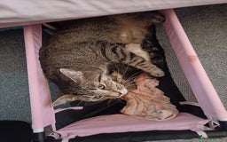 Bengal cats for sale: Bengal X in Emsworth - Image 2