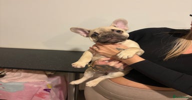 French Bulldog dogs - Advert 4