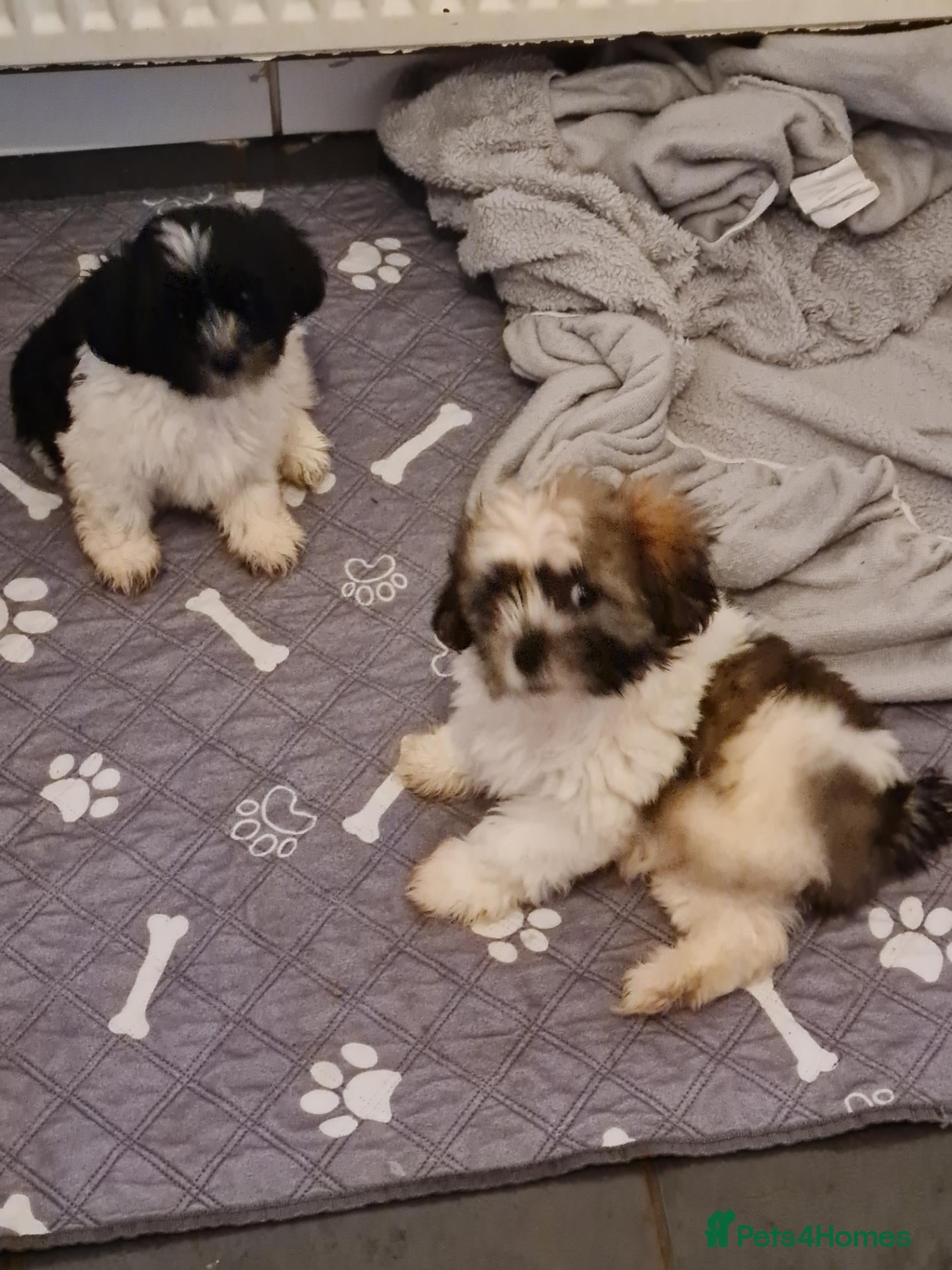 Mixed Breed dogs Shizu-tibetan terrier  - Advert 2