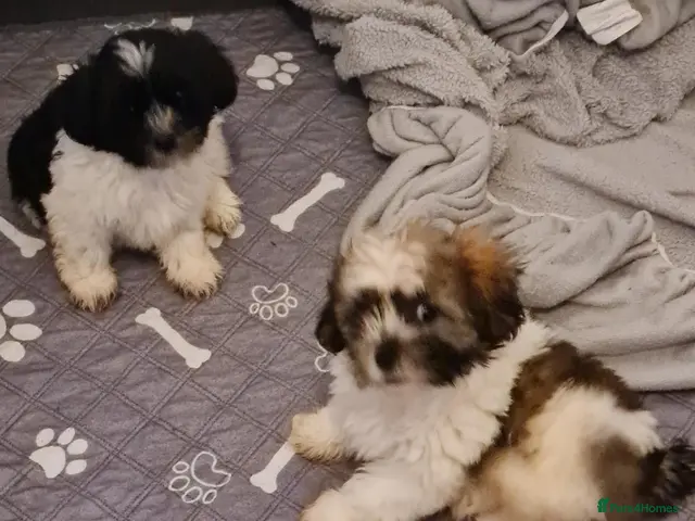 Mixed Breed dogs for sale: Shizu-tibetan terrier - Advert 2