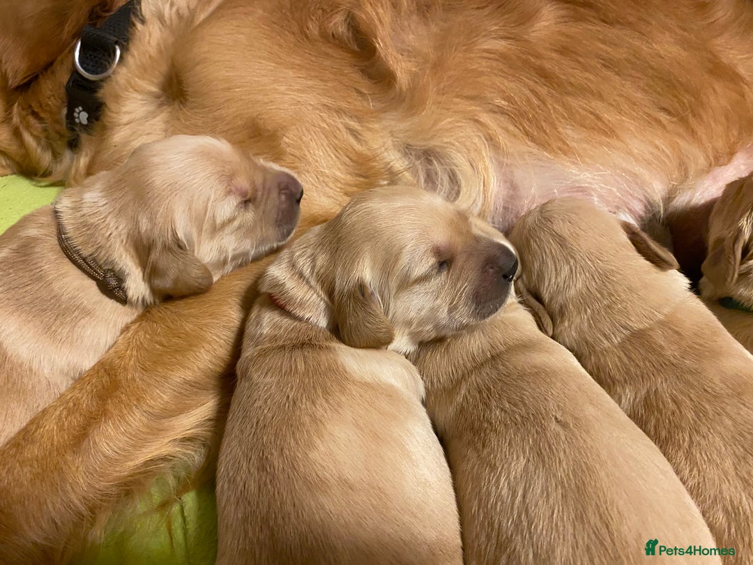 Golden Retriever dogs for sale: 🐾Sweet Golden Retriever Puppies-5 generation KC🐾 - Image 24
