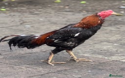 Chickens poultry for sale: Rampuri x Sindhi Aseel  - Image 1
