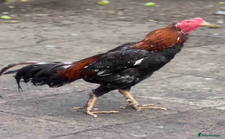 Chickens poultry - Advert 2