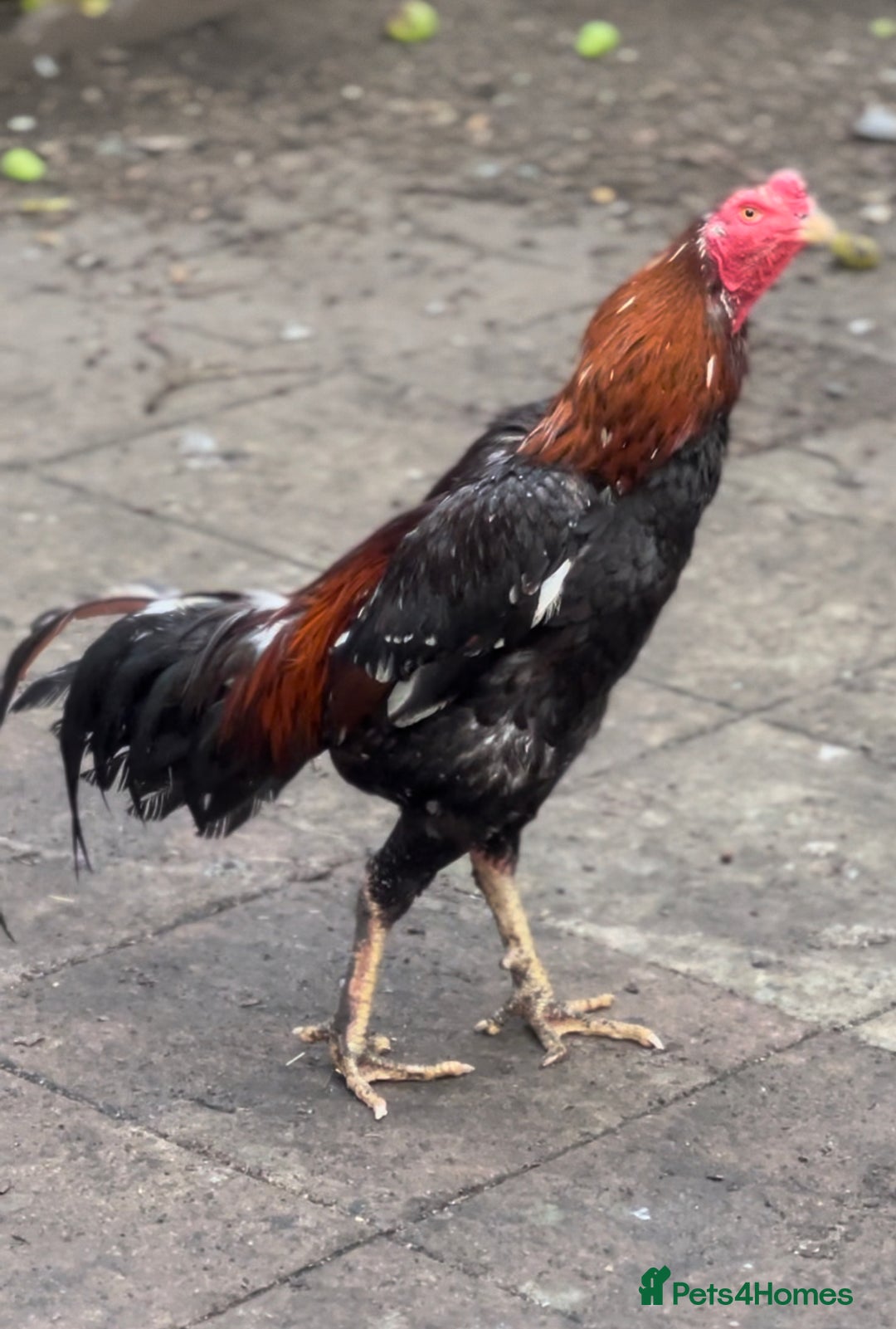 Chickens poultry for sale: Rampuri x Sindhi Aseel  - Image 1