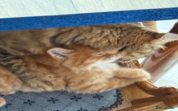 Maine Coon cats for sale: Beautiful mixed breed kittens  - Image 4