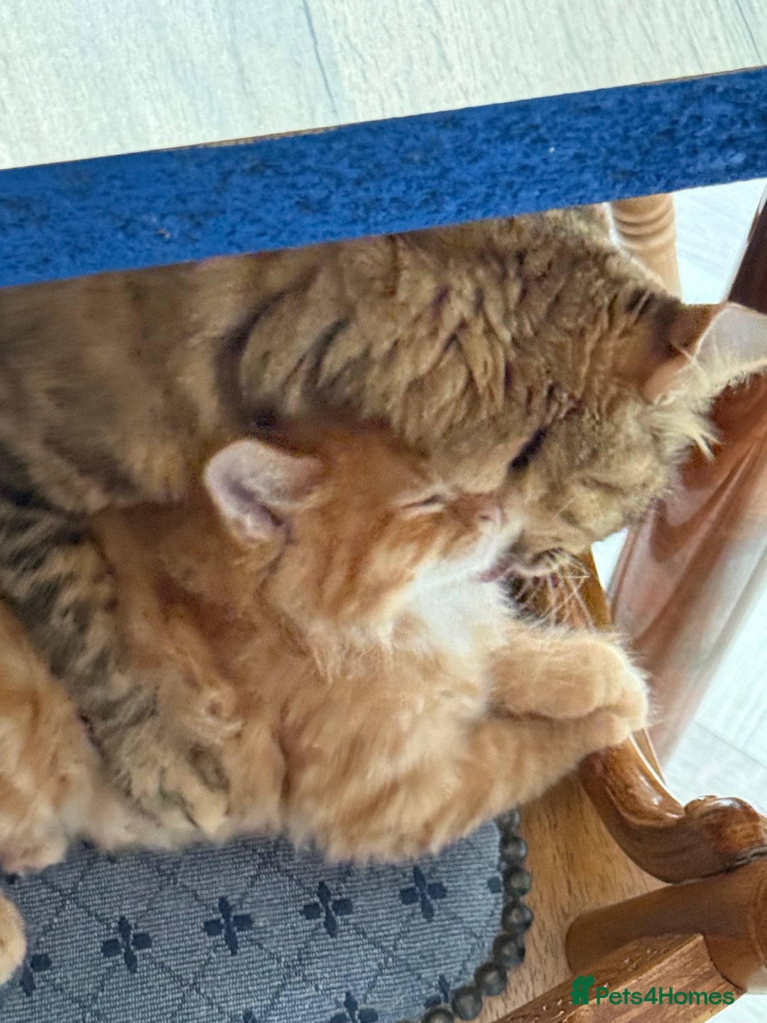 Maine Coon cats for sale: Beautiful mixed breed kittens  - Image 4