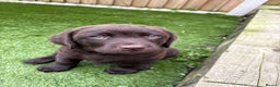 Labrador Retriever dogs for sale: Male Show Chocolate Labrador Puppy KC Registered  - Advert 4