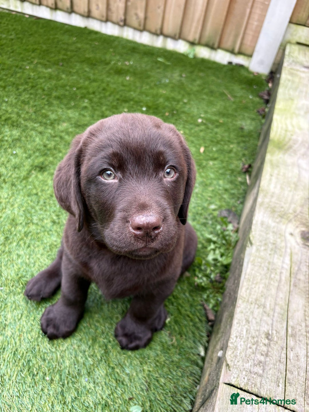 Labrador Retriever dogs for sale: Male Show Chocolate Labrador Puppy KC Registered  - Advert 4