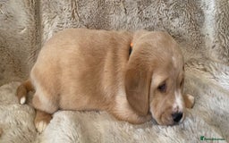 Cockerdor dogs for sale: Adorable f1 cockerdor puppies - Image 16