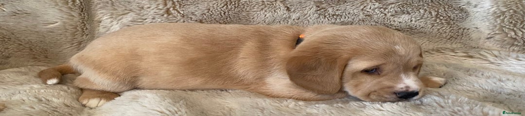 Cockerdor Puppy 2