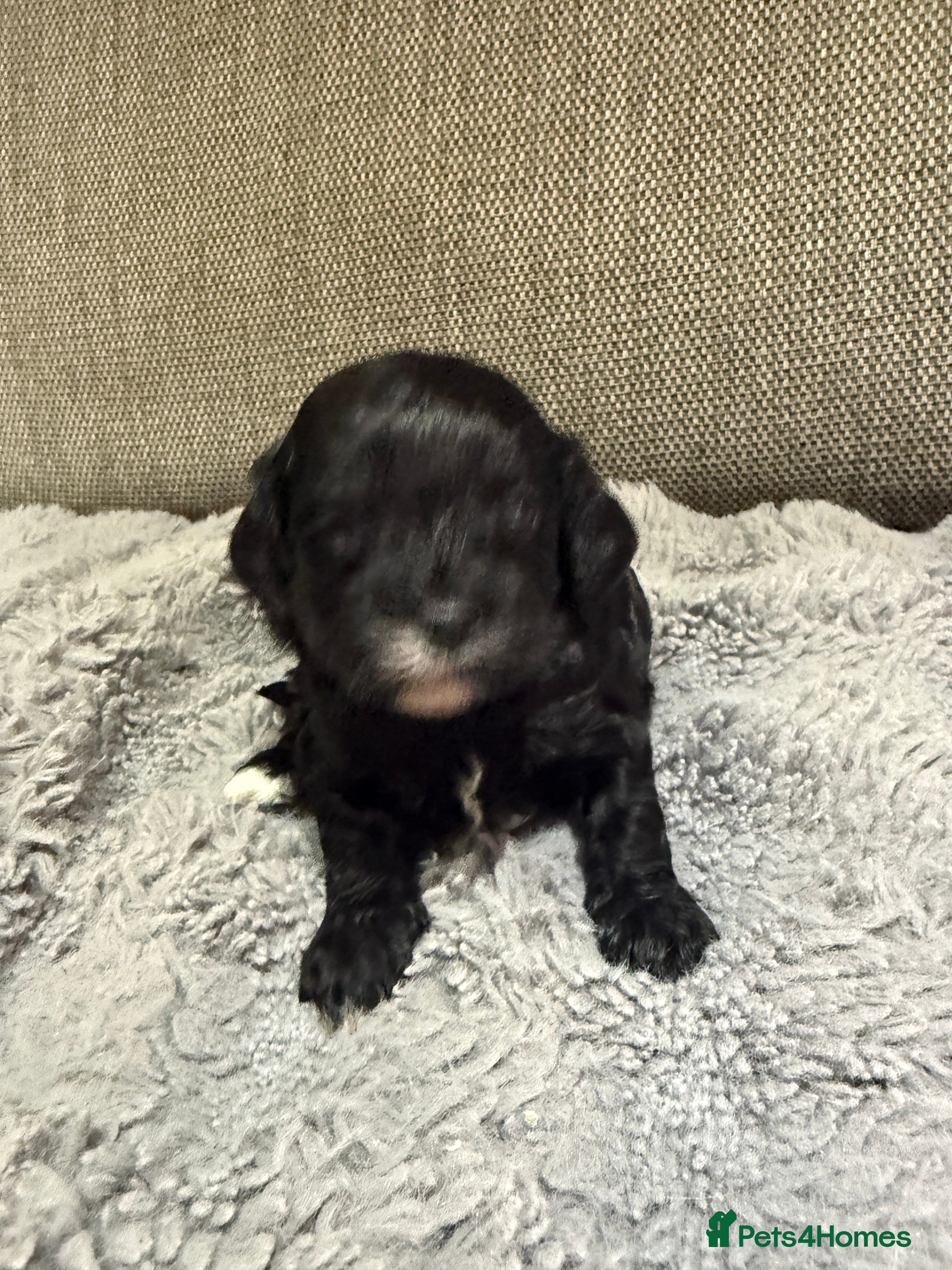 Cavapoo dogs Cavapoo f1 health tested mum and dad here to see - Advert 2