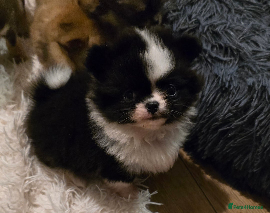Pomchi dogs for sale: Xx Gorgeous pomchi puppies Xx - Advert 8