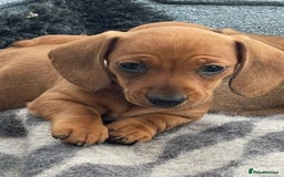 Miniature Dachshund dogs for sale: 🌭 Little Sausages Looking for Big Love! ❤️🐾 - Image 9