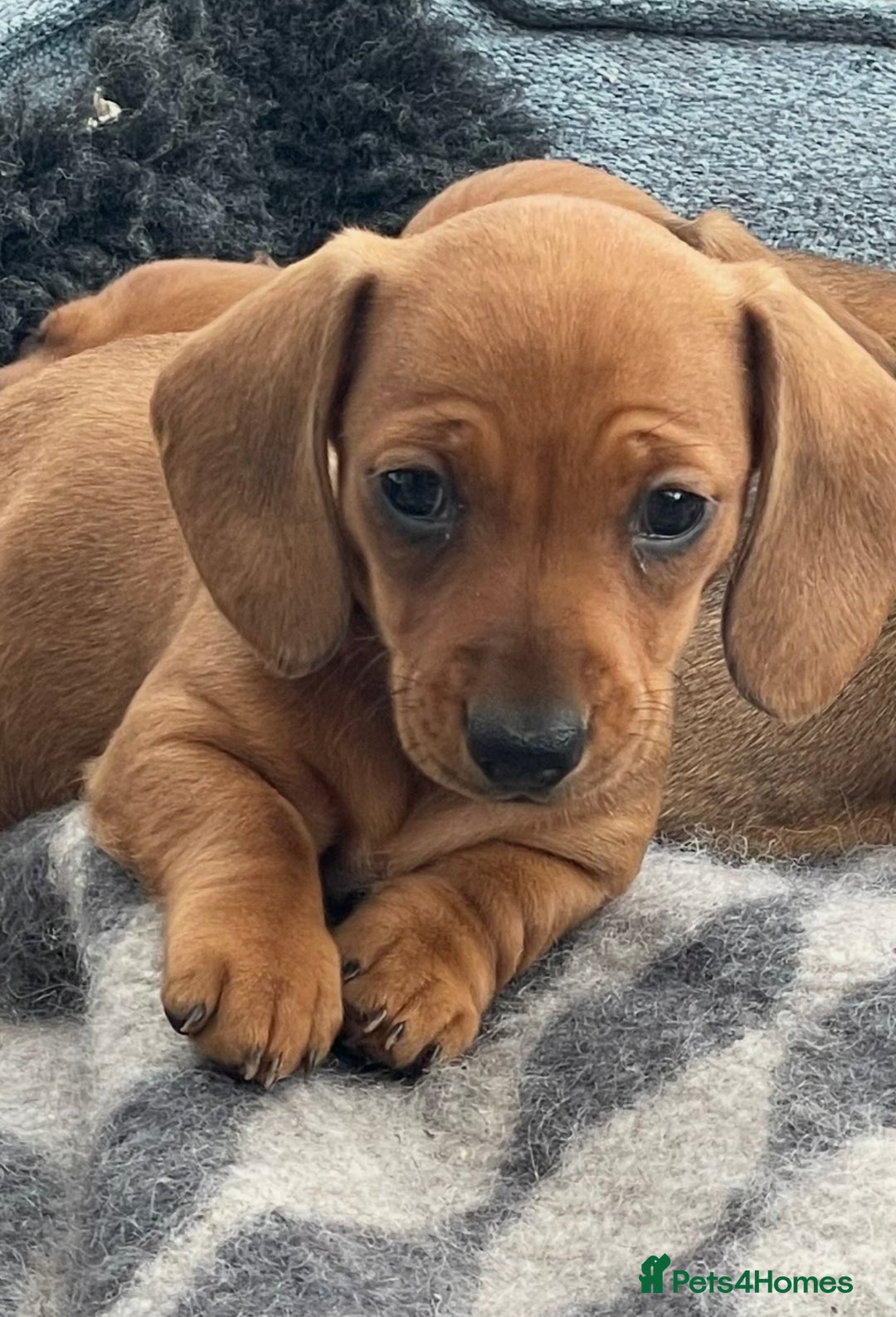 Miniature Dachshund dogs for sale: 🌭 Little Sausages Looking for Big Love! ❤️🐾 - Image 9