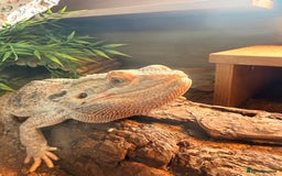 Bearded Dragon reptiles for sale: Bearded dragon male cb22 - Image 1