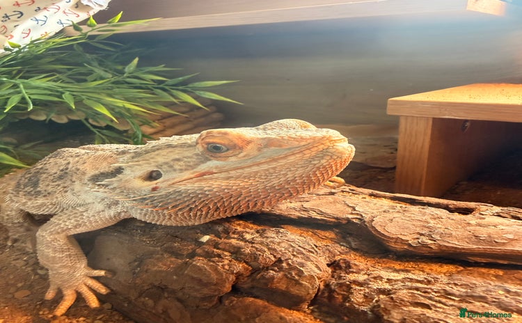 Bearded Dragon reptiles - Advert 2