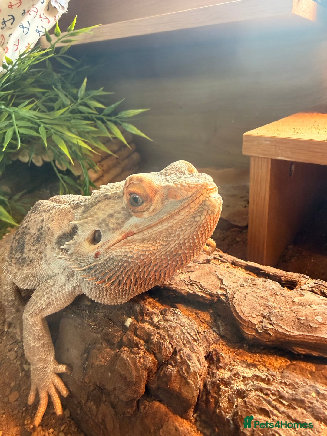 Bearded Dragon reptiles for sale: Bearded dragon male cb22 - Image 1