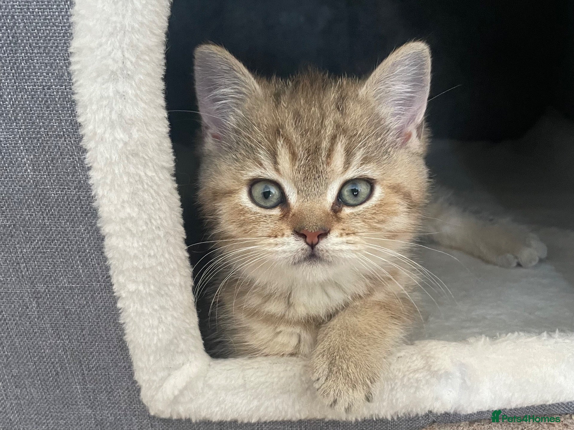 British Shorthair cats Last kitten available - TICA registered  - Advert 14