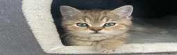 British Shorthair cats for sale: Last kitten available - TICA registered  - Advert 1