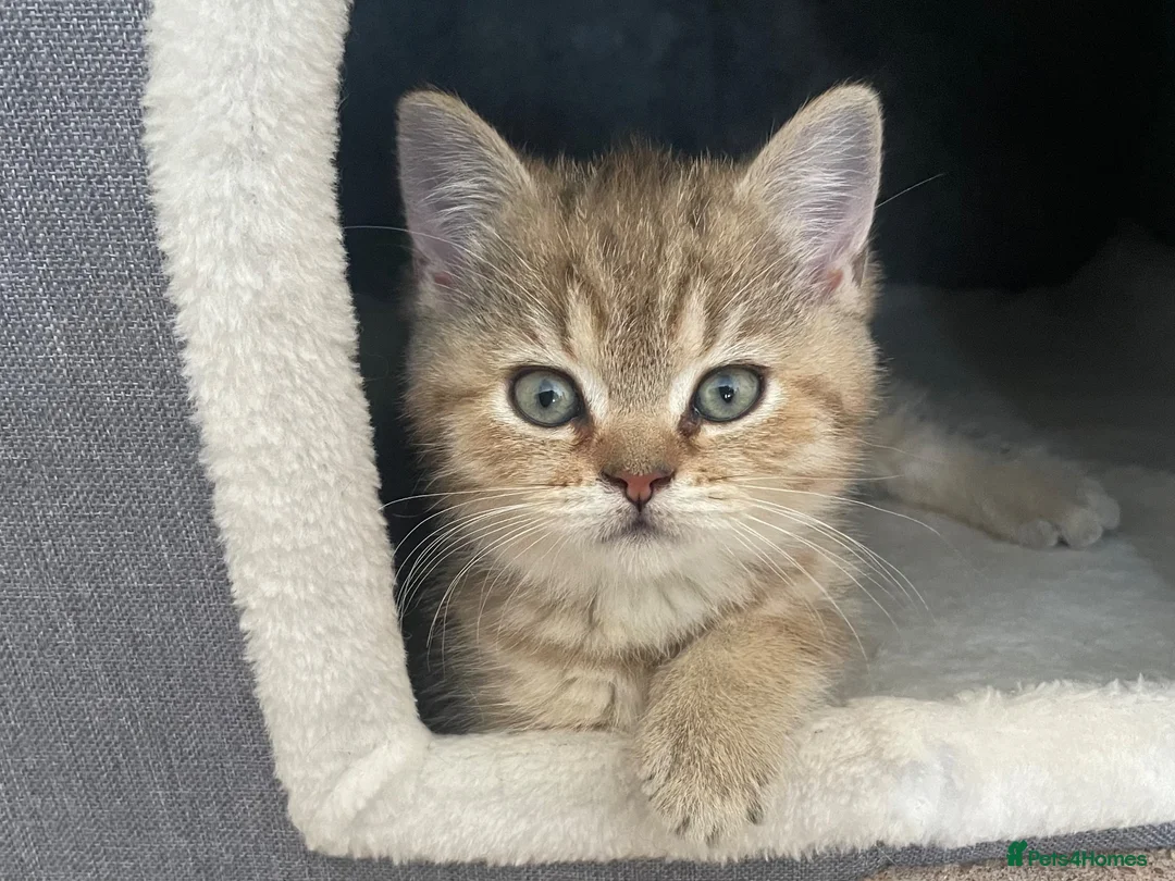 British Shorthair cats for sale: Last kitten available - TICA registered  - Advert 1