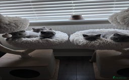 British Shorthair cats for sale: BEAUTIFUL BRITISH SHORT AND LONG HAIR KITTENS - Image 1