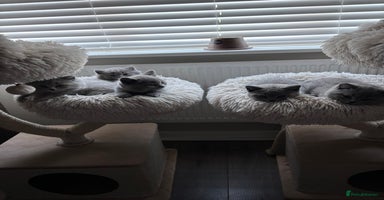 British Shorthair cats - Advert 13