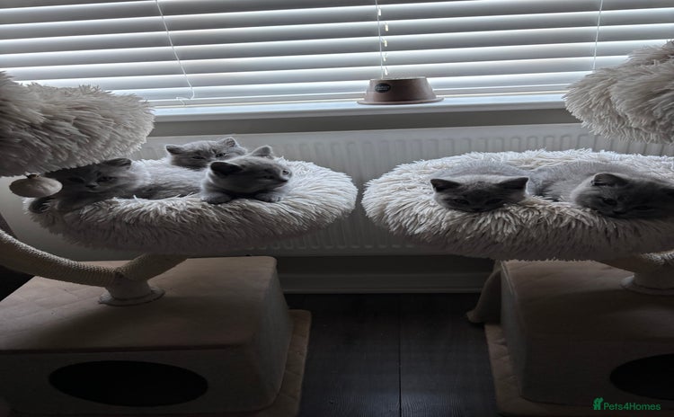 British Shorthair cats - Advert 1