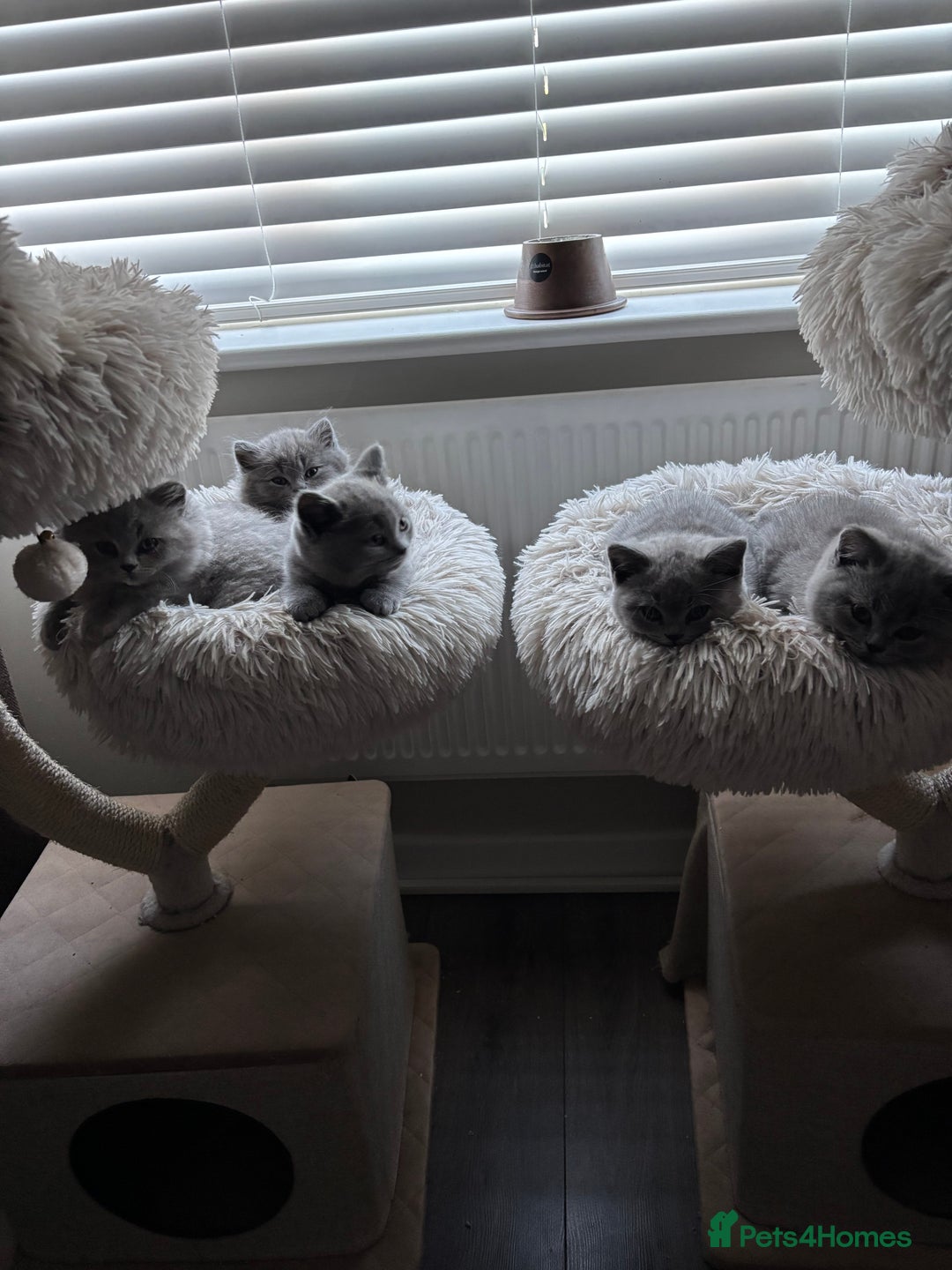 British Shorthair cats for sale: BEAUTIFUL BRITISH SHORT AND LONG HAIR KITTENS - Image 1