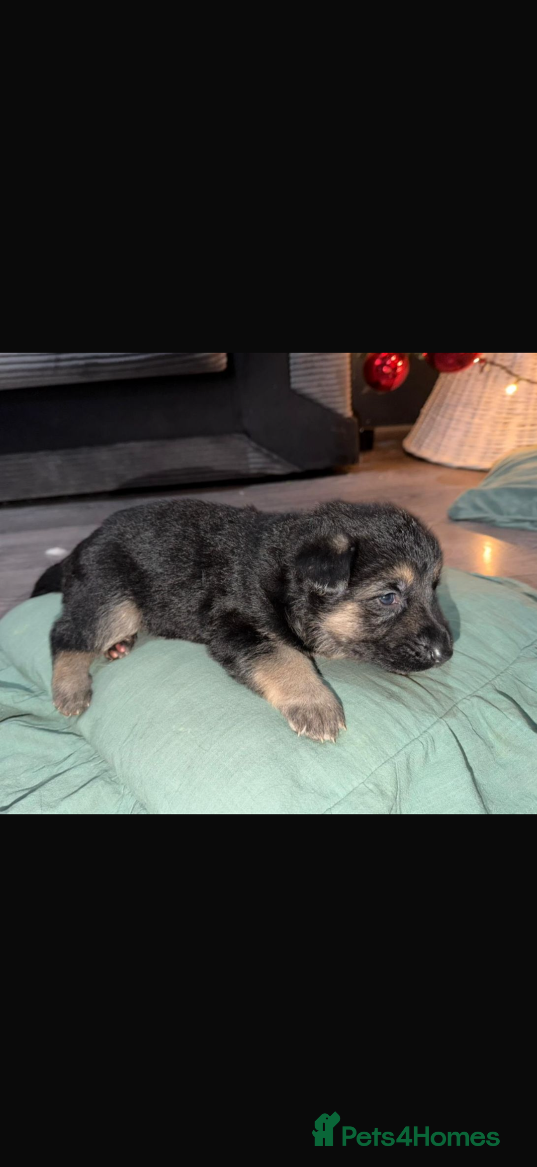 German Shepherd dogs for sale: Beautiful German Shepard puppies  - Advert 12