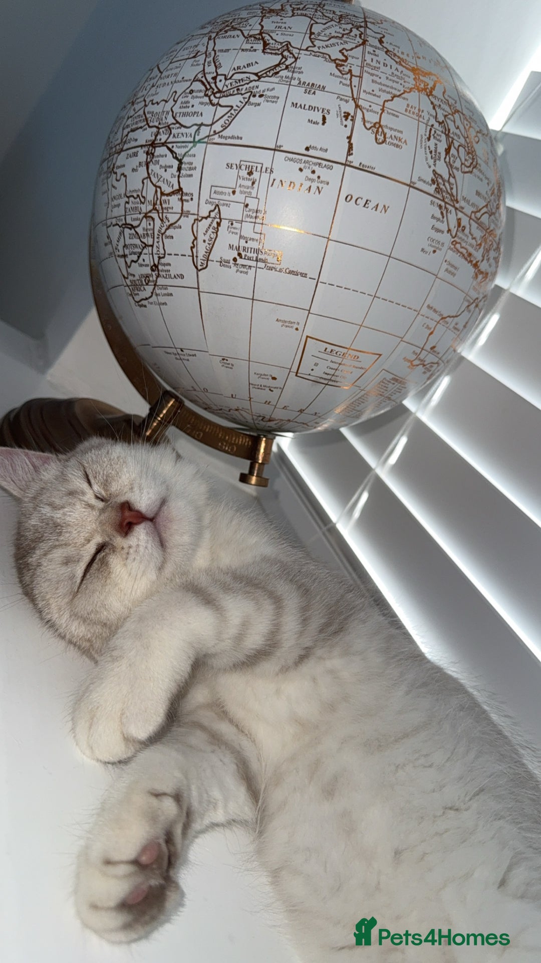 Scottish Fold cats for sale: Beautiful kittens looking for their forever home❤️ - Image 5
