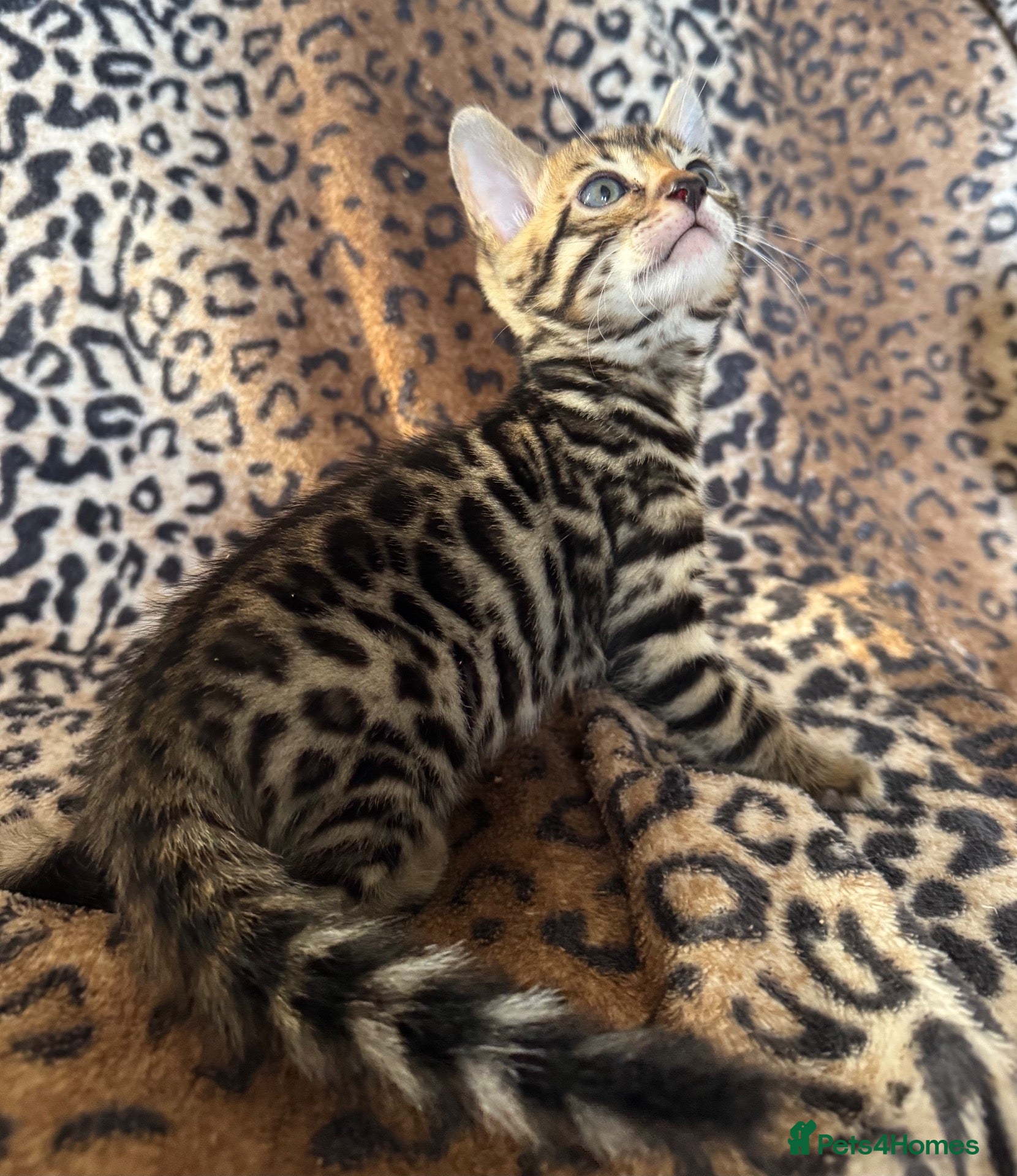 Bengal cats Beautiful Bengal kittens! European champion dad - Advert 8