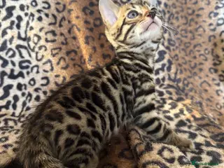 Bengal cats Beautiful Bengal kittens! European champion dad - Advert 5