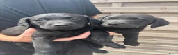 Labrador Retriever dogs for sale: Beautiful healthy Labrador puppies  in Leicester - Advert 11