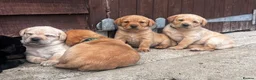 Labrador Retriever dogs for sale: Beautiful Black/yellow/Red Labrador Puppies - Advert 1