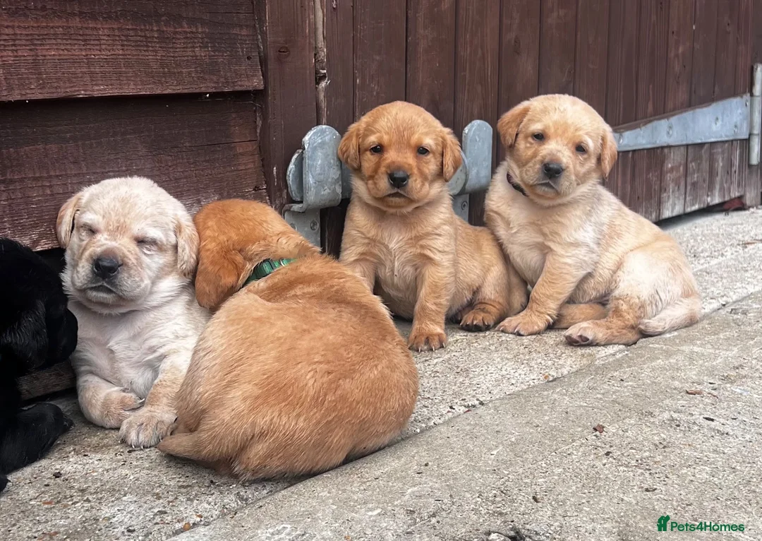 Labrador Retriever dogs for sale: Beautiful Black/yellow/Red Labrador Puppies - Advert 1