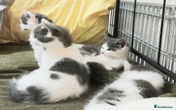 Siamese cats for sale: Bi colour blue and white kittens - Image 19