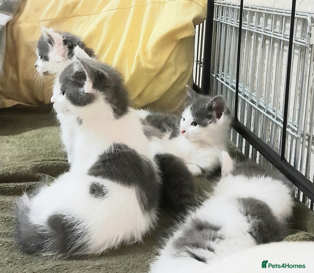 Siamese cats for sale: Bi colour blue and white kittens - Image 19